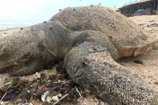 Lagi, Seekor Penyu Ditemukan Mati di Pantai Sepanjang Gunungkidul