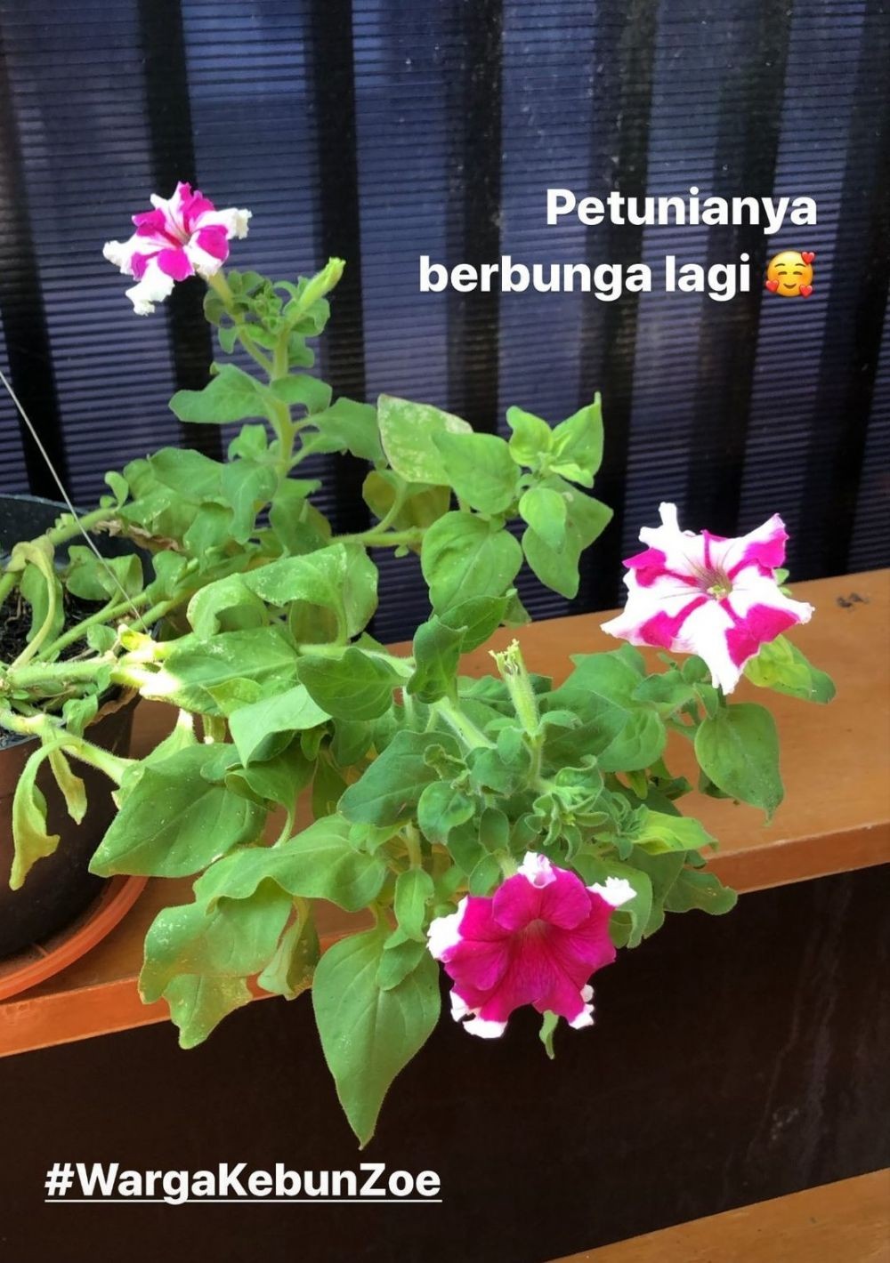 Intip 9 Potret Tanaman Artika Sari Dewi, Ada Petunia Lagi Berbunga