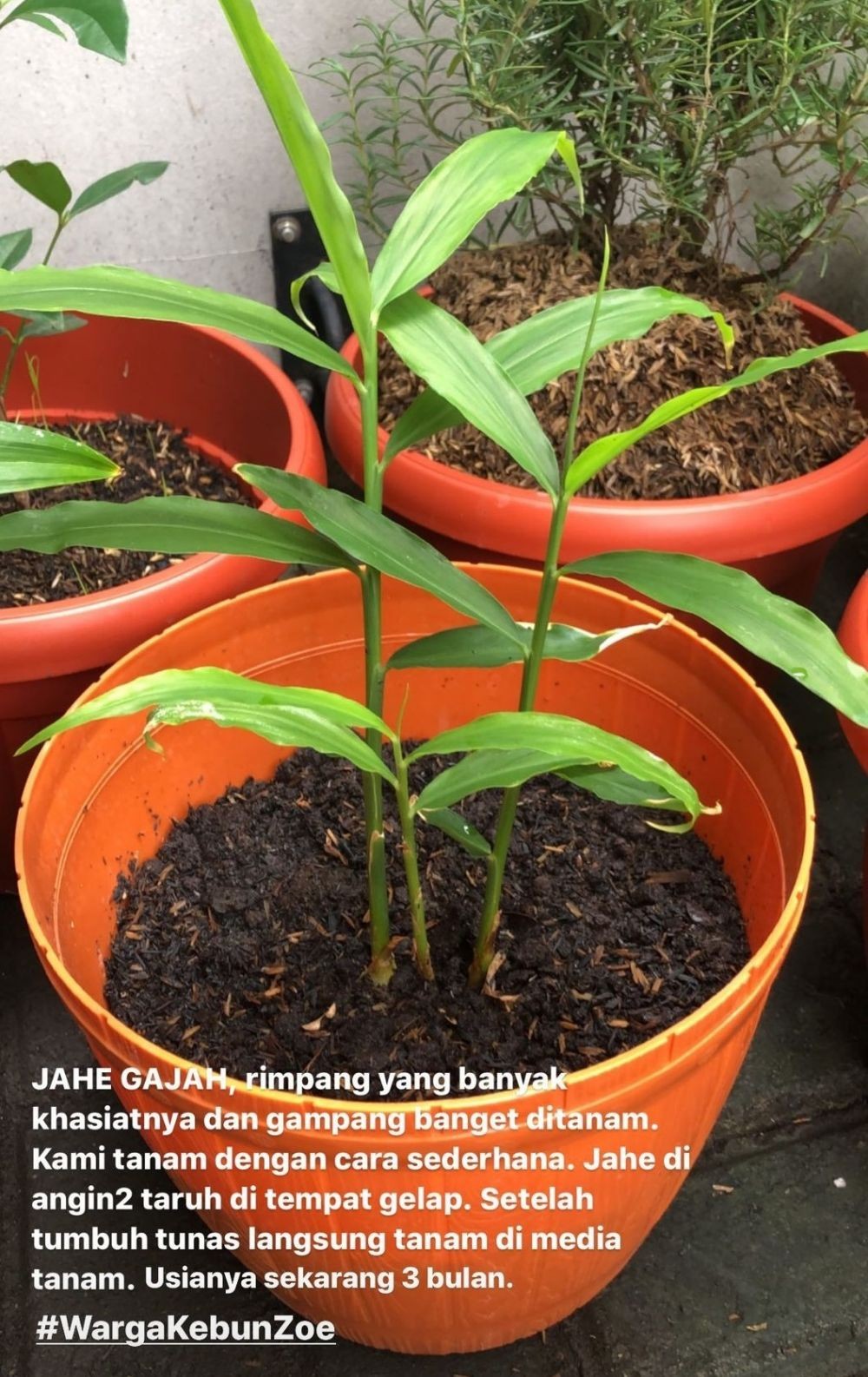 Intip 9 Potret Tanaman Artika Sari Dewi, Ada Petunia Lagi Berbunga
