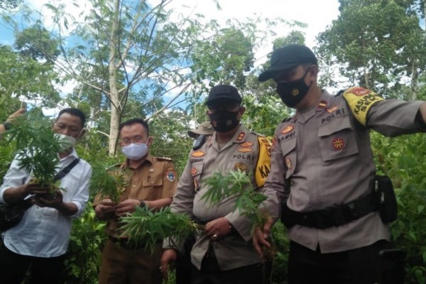 Polres Pagar Alam Temukan 69 Pohon Ganja Siap Panen Dekat Jalan Raya