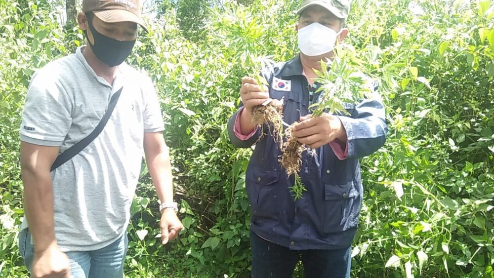 Polres Pagar Alam Temukan 69 Pohon Ganja Siap Panen Dekat Jalan Raya