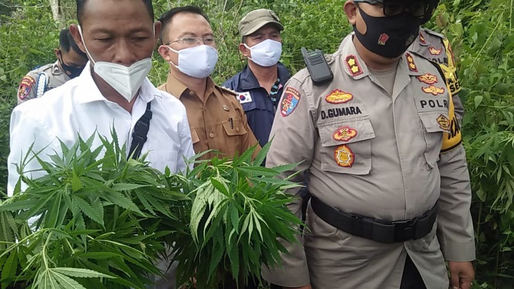 Polres Pagar Alam Temukan 69 Pohon Ganja Siap Panen Dekat Jalan Raya