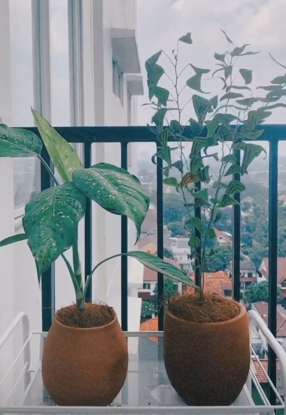 Intip Koleksi Tanaman Hana Malasan Buat Inspirasi Kamu