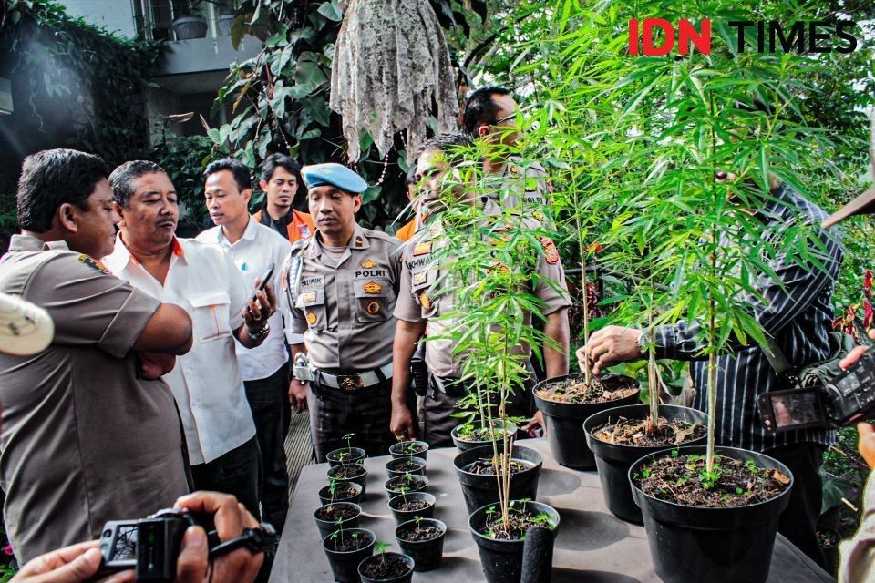 DPR Buka Kemungkinan Kaji Legalisasi Ganja Untuk Medis