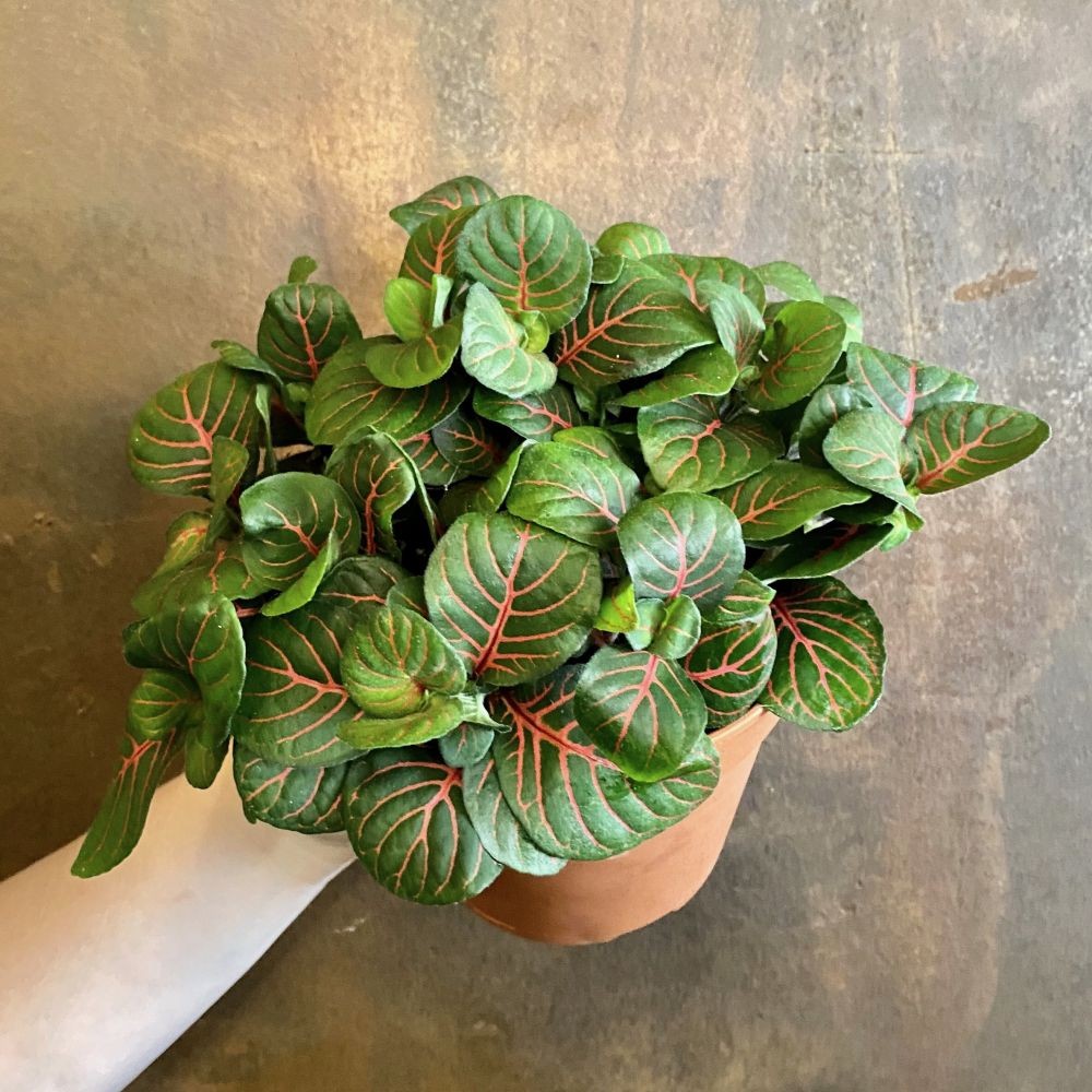 8 Fittonia Berdaun Eksotis Buat Inspirasi Penghias Meja