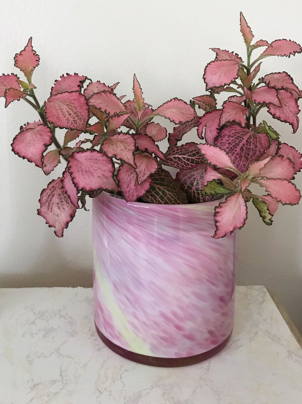 9 Jenis  Fittonia Berdaun Eksotis Corak Pink  hingga Merah