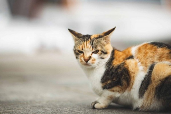 Perhatikan Baik-baik, Ini 7 Tanda Kucing Marah Padamu
