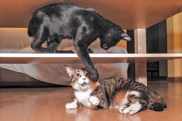 7 Tanda Kucing Diam-diam Marah Padamu, Jangan Dekat-dekat