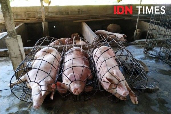Perdana! Tabanan Kirim Ternak Babi ke Jakarta