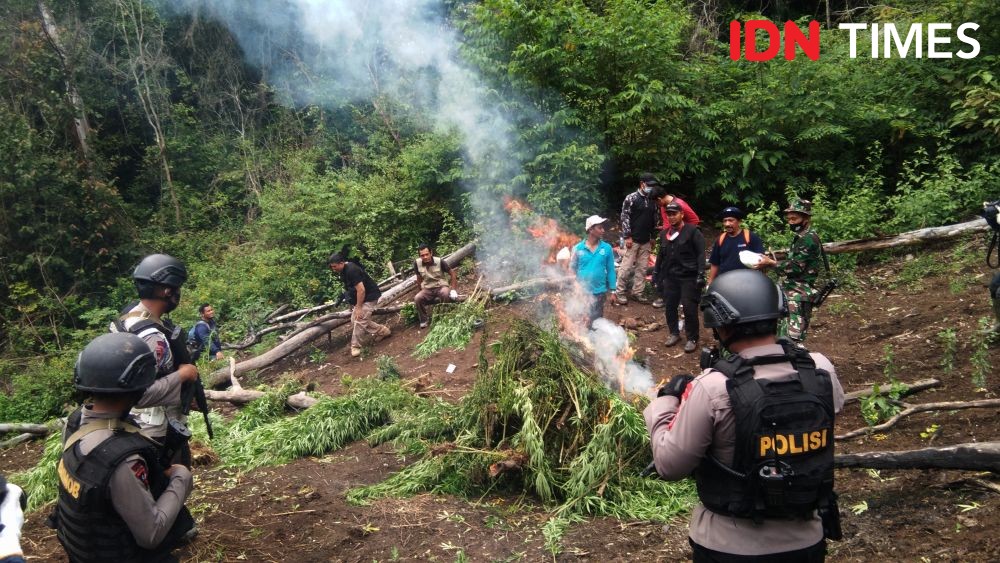 BNN Ungkap 4 Daerah Kerap Ditemukan Ladang Ganja di Aceh
