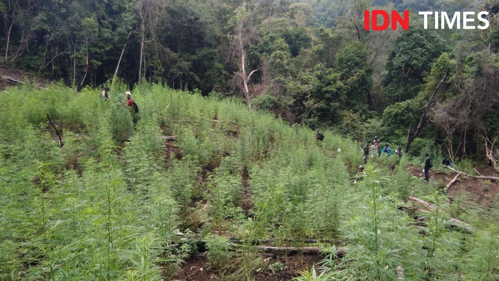 BNN Ungkap 4 Daerah Kerap Ditemukan Ladang Ganja di Aceh