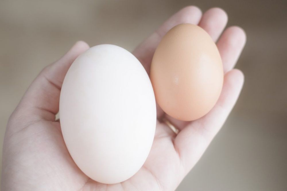 Telur Bebek vs Telur Ayam, Mana yang Lebih Sehat?