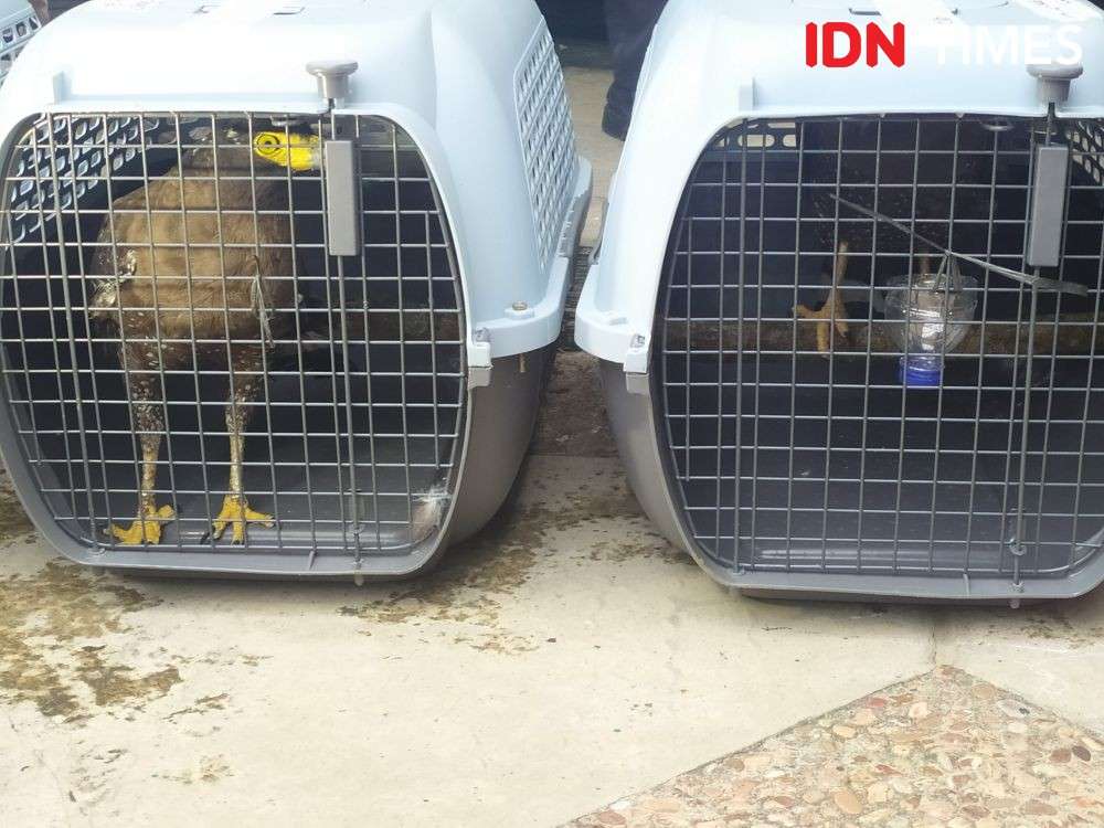 9 Burung Habitat Asli Jateng yang Rawan Punah, Ayo Lindungi!