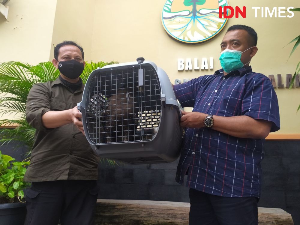 DLHK Jateng Minta Bantuan BRIN Kurangi Populasi Monyet Ekor Panjang