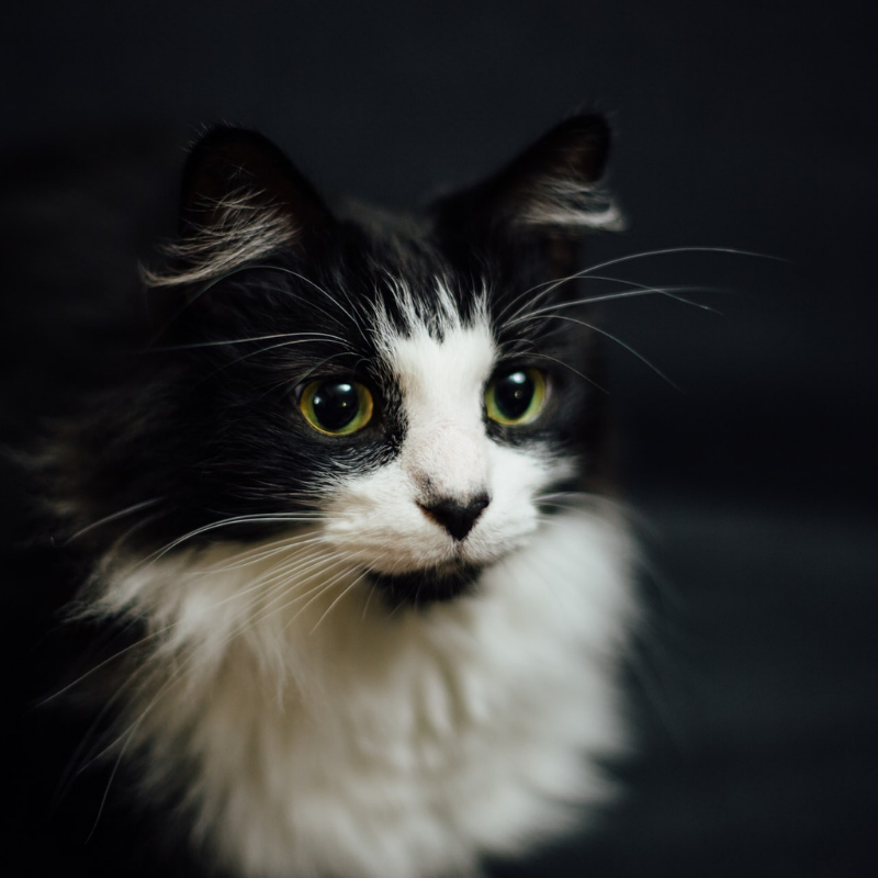 [QUIZ] Pilih Gambar Kucing Ini dan Kami Bisa Tahu yang Akan Kamu Hadapi di Masa Depan