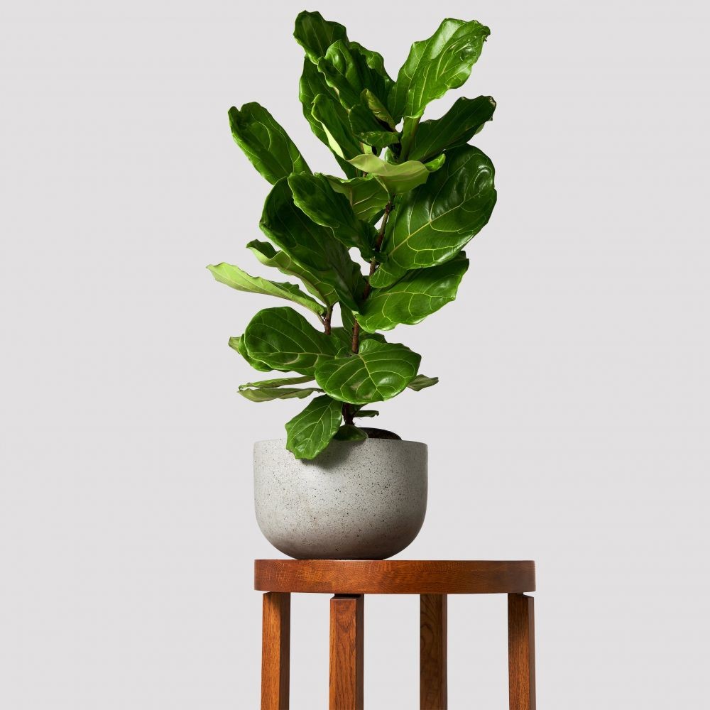 13 Tanaman Indoor Paling Ngetren Tahun 2020, Caladium sampai Alocasia