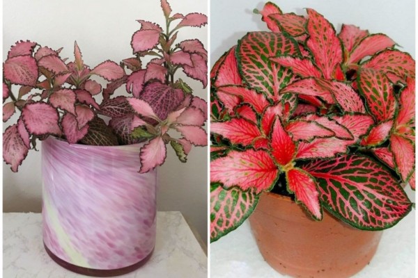 8 Fittonia Berdaun Eksotis Buat Inspirasi Penghias Meja