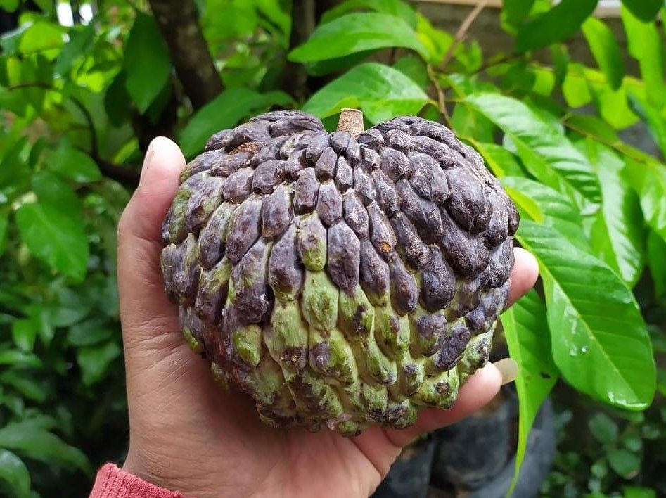 9 Buah Eksotis Indonesia yang Dibenci Bule, Gak Cuma Durian