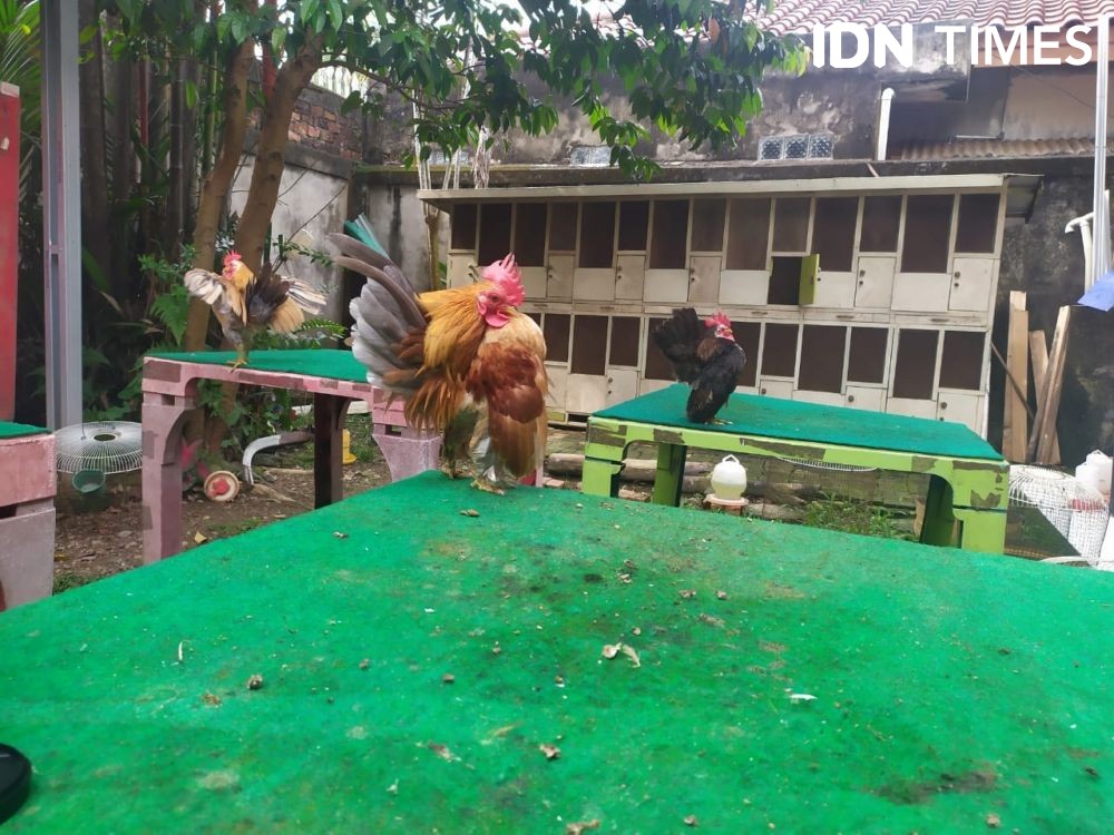 Kisah Peternak Ayam Serama Palembang: Makin Sombong, Makin Mahal