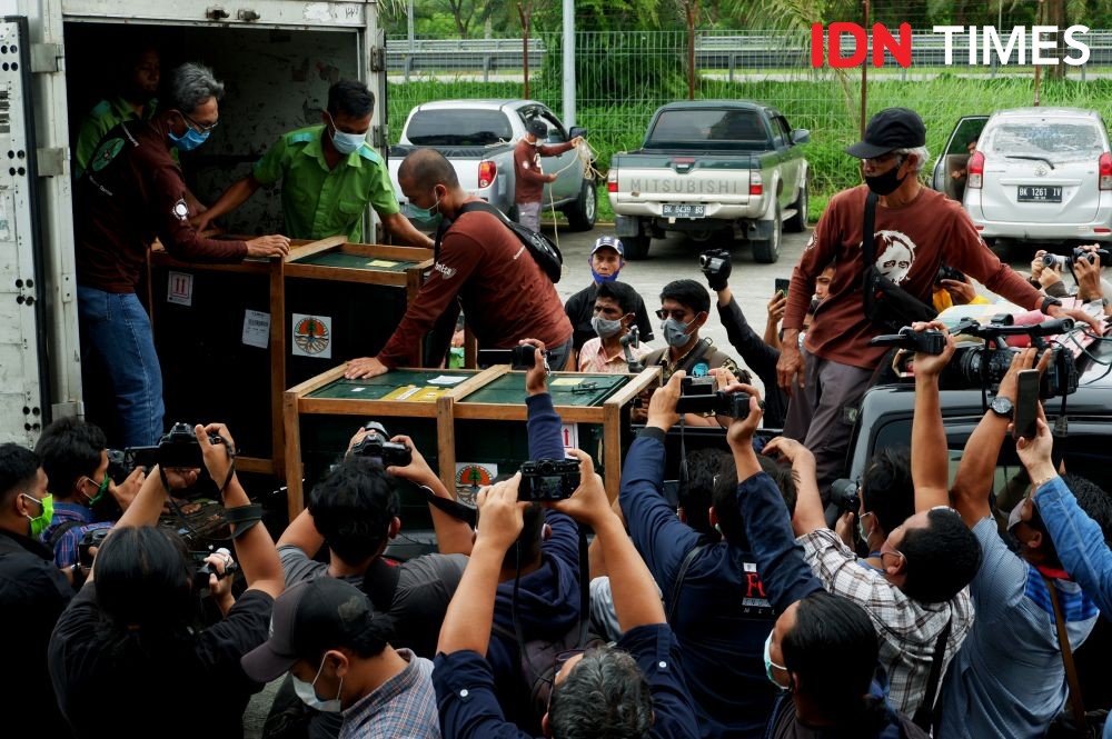 Korban Perdagangan Ilegal, 9 Orangutan Pulang Kampung ke Sumatra Utara