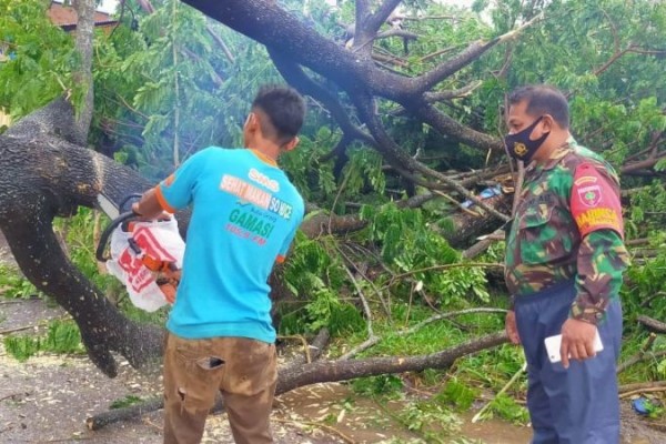 Sejumlah Pohon di Kabupaten Gowa Tumbang akibat Angin Kencang