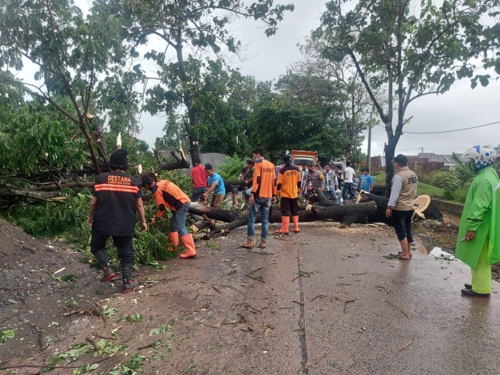 Sejumlah Pohon di Kabupaten Gowa Tumbang akibat Angin Kencang