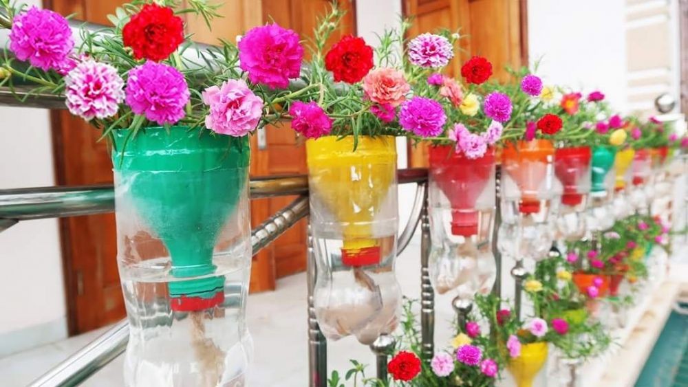 Cukup Botol Plastik Bekas dan Moss Rose, Ruangan Jadi Indah dan Segar