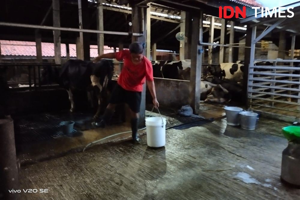 Produksi Susu di Jabar Masih Terdampak PMK, Penurunan Capai 40 Ton