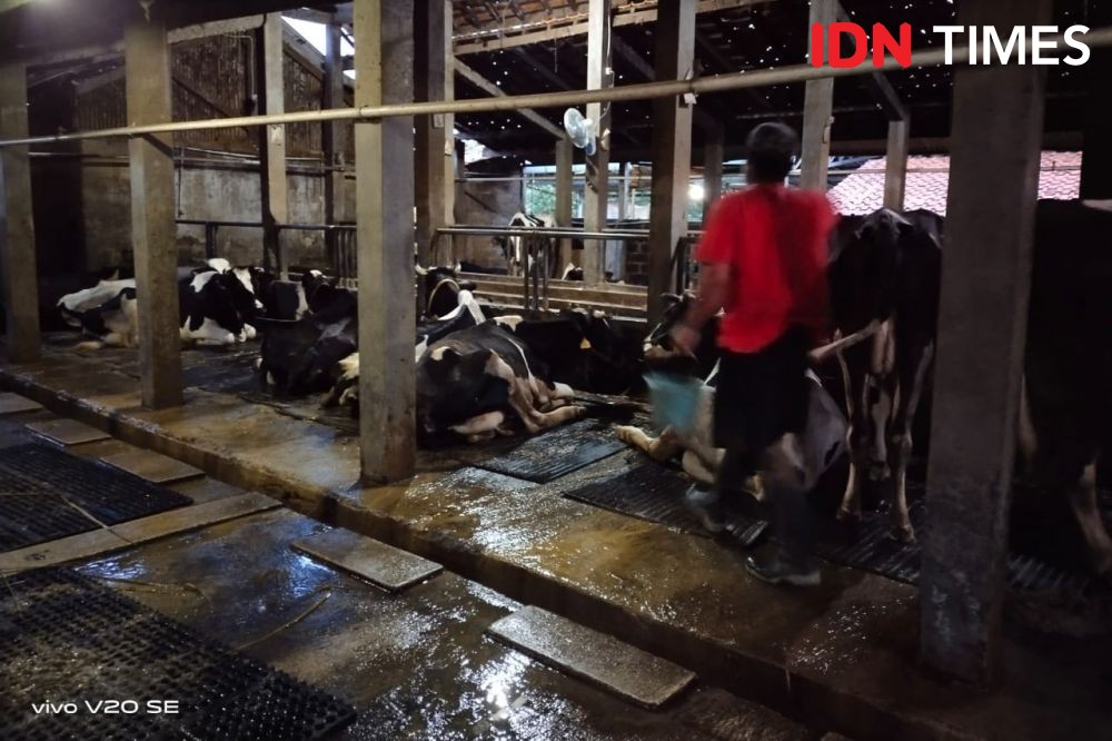 Produksi Susu di Jabar Masih Terdampak PMK, Penurunan Capai 40 Ton