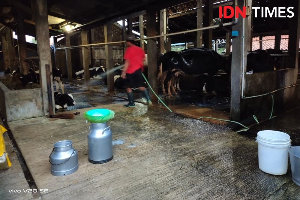 Gara-Gara PMK, Produksi Susu Sapi di Kabupaten Sleman Turun