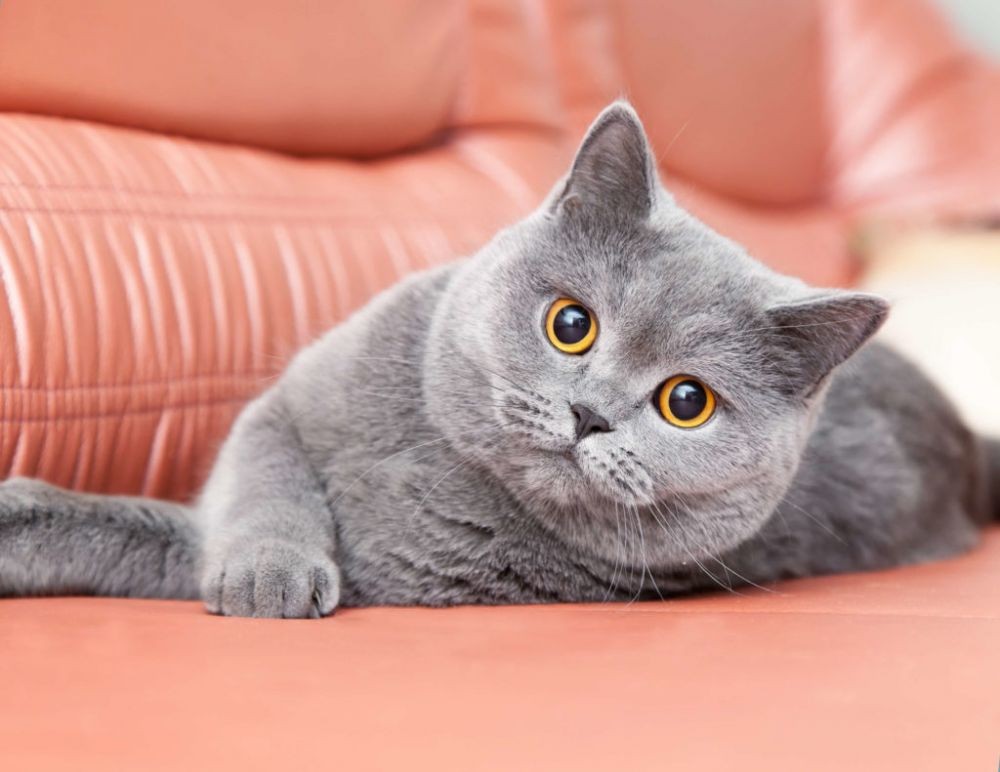 5. British Shorthair.