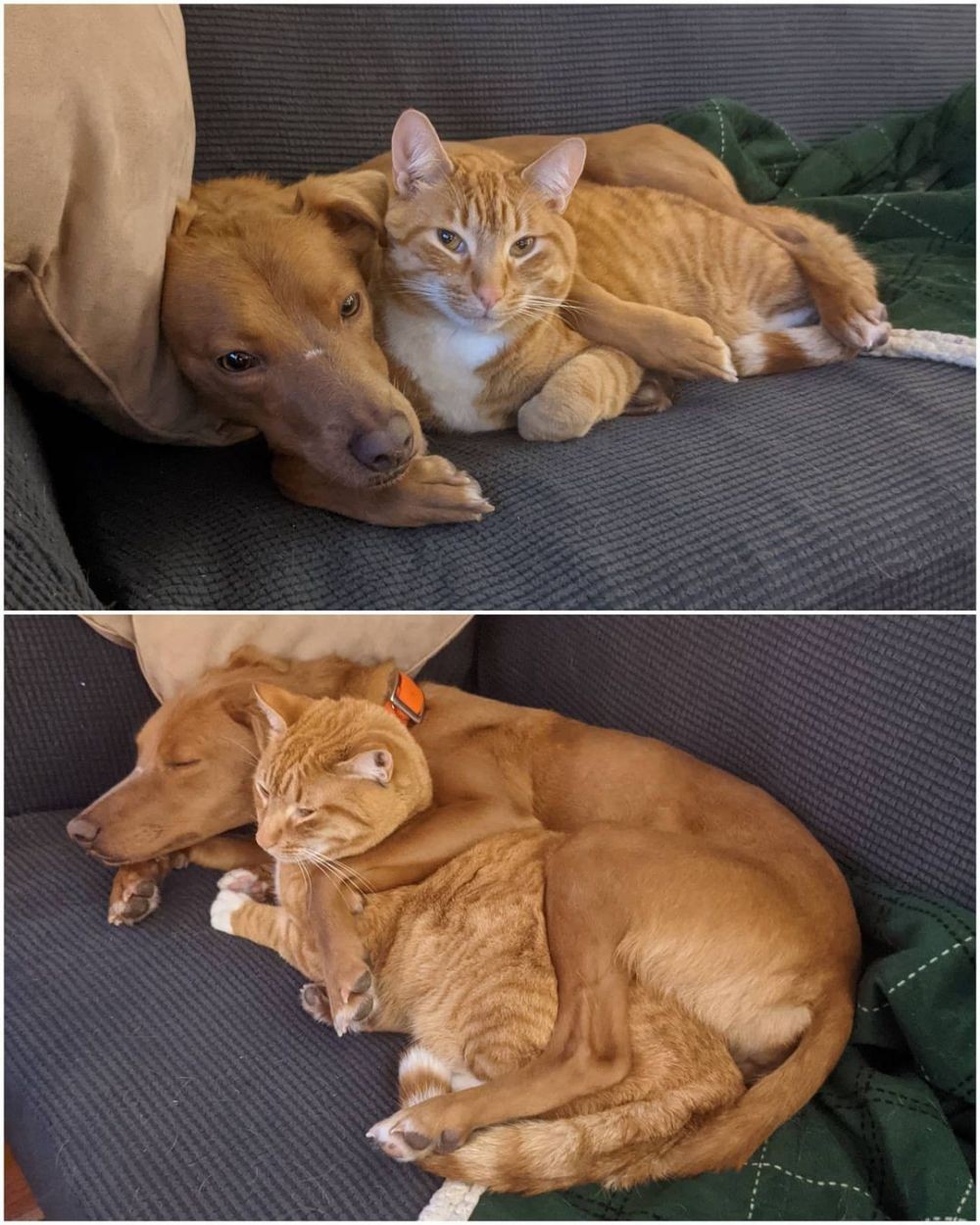 11 Kucing dan Anjing yang Akur ini Bintang lho!