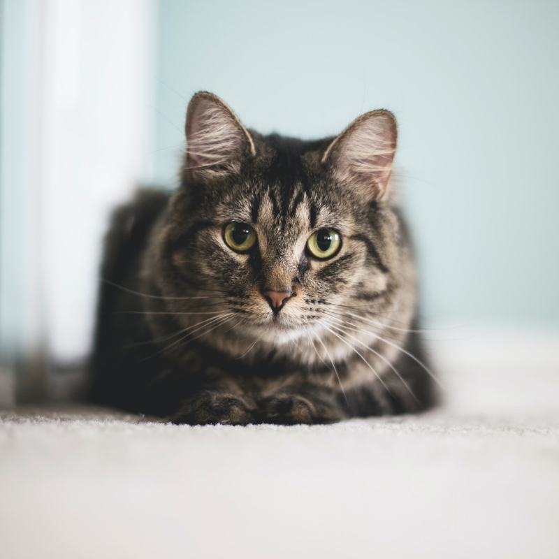 [QUIZ] Pilih Gambar Kucing yang Kamu Suka dan Kami Akan Beritahu Sifat Aslimu