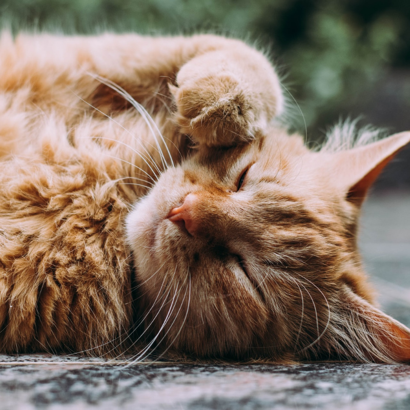 [QUIZ] Pilih Gambar Kucing yang Kamu Suka dan Kami Akan Beritahu Sifat Aslimu