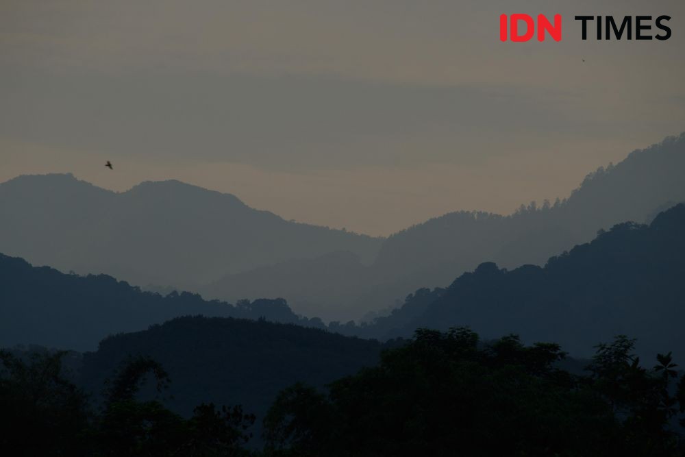 12 Potret Hutan Hujan Tropis yang Tersisa di Pulau Jawa