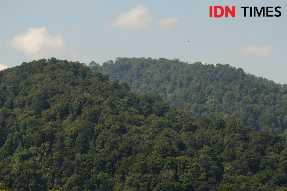 12 Potret Hutan Hujan Tropis yang Tersisa di Pulau Jawa