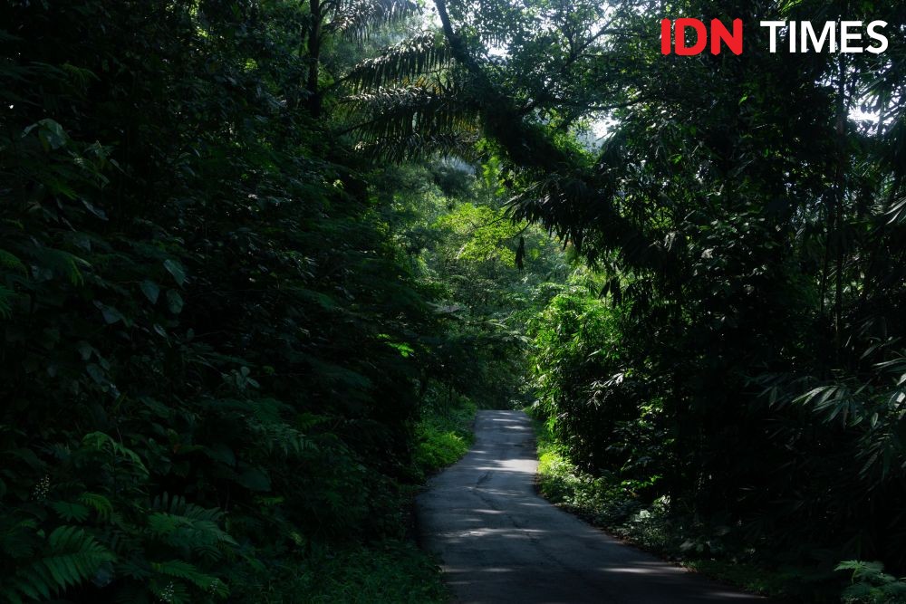 12 Potret Hutan Hujan Tropis yang Tersisa di Pulau Jawa