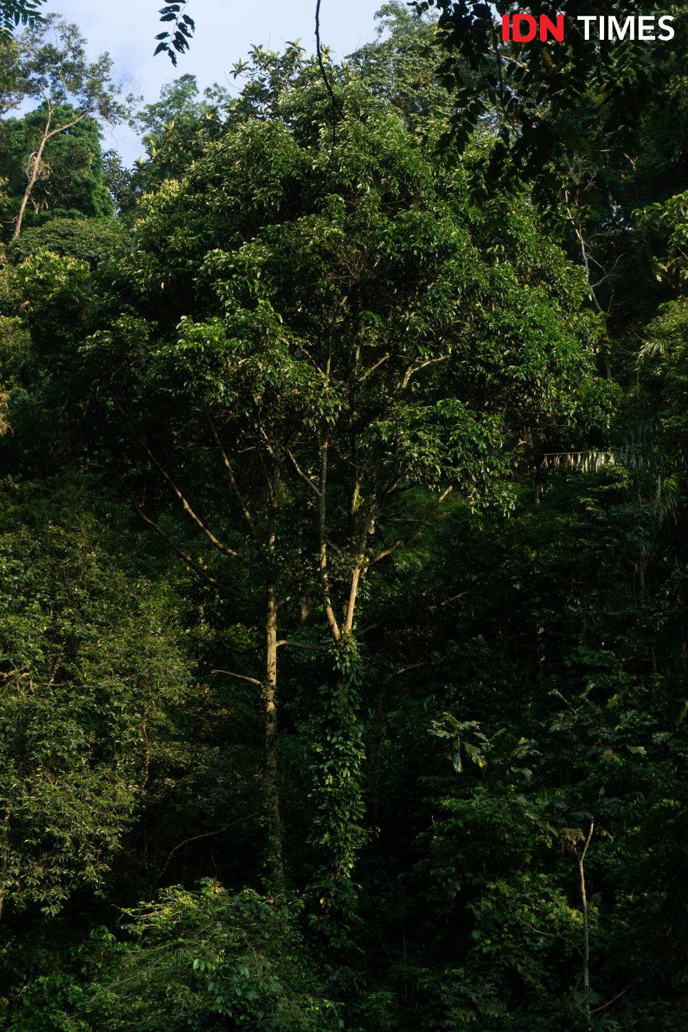 12 Potret Hutan Hujan Tropis yang Tersisa di Pulau Jawa