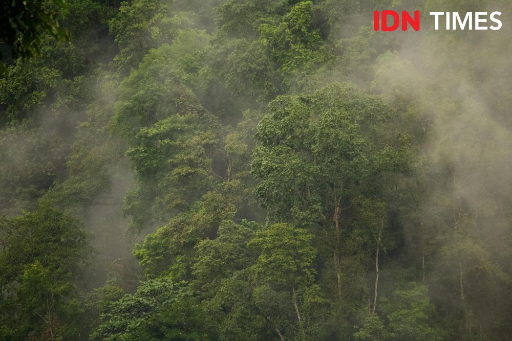 12 Potret Hutan Hujan Tropis yang Tersisa di Pulau Jawa