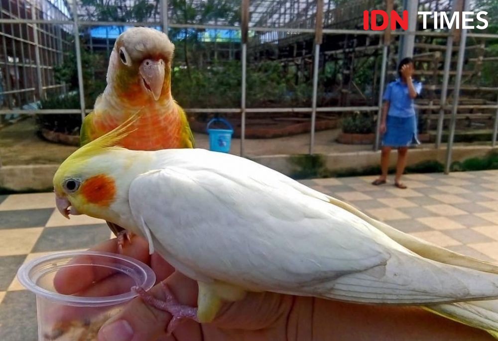 Pengunjung Wisata Bird Park Palembang Menurun 70 Persen