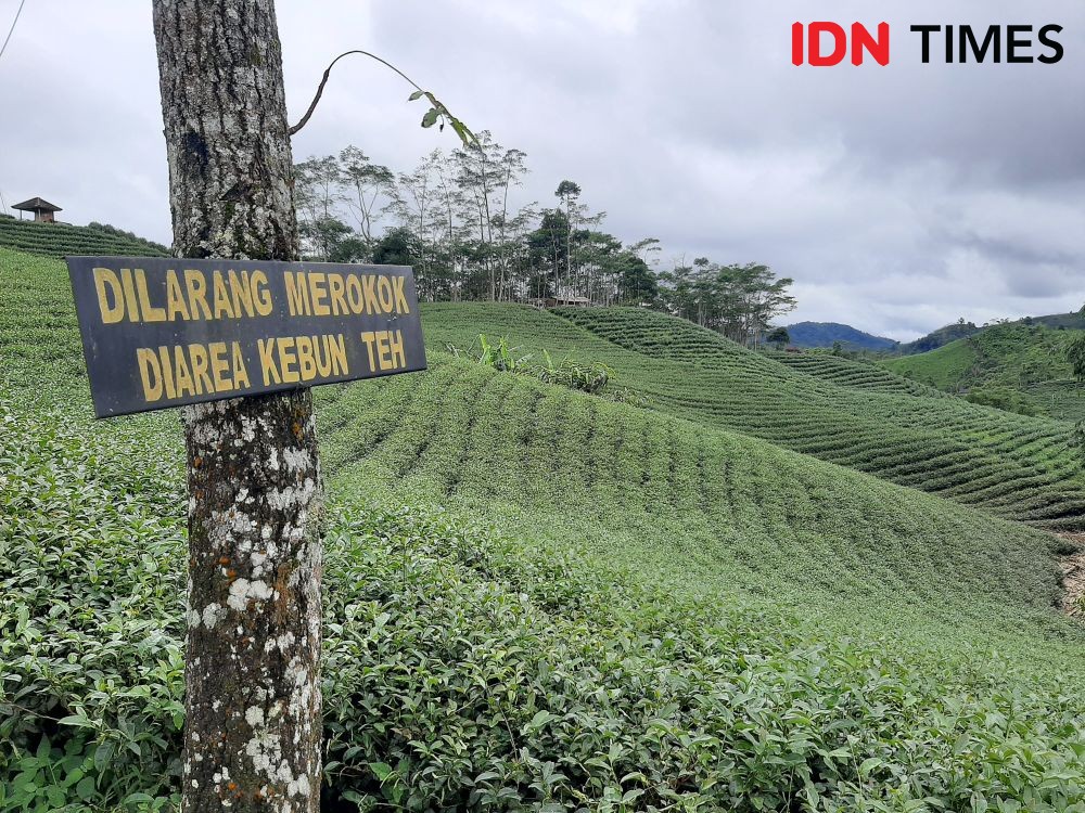Mengenal Teh Kelas Dunia dari Perkebunan di Selatan Banten 