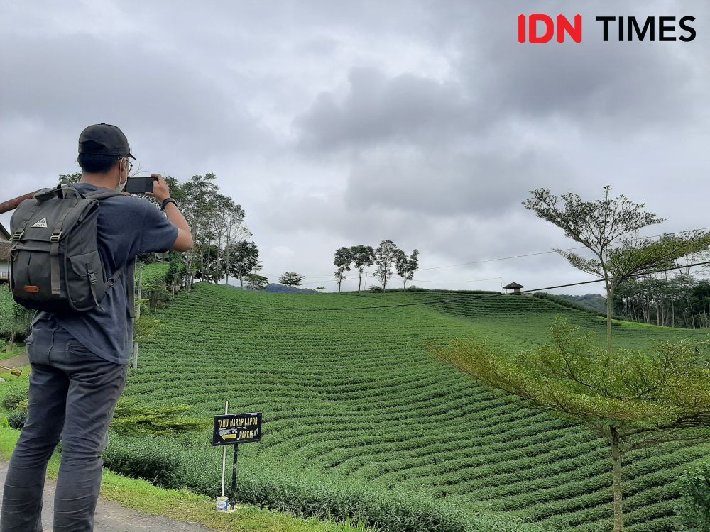 Kebun Teh di Selatan Lebak Jadi Objek Wisata Unggulan Banten 