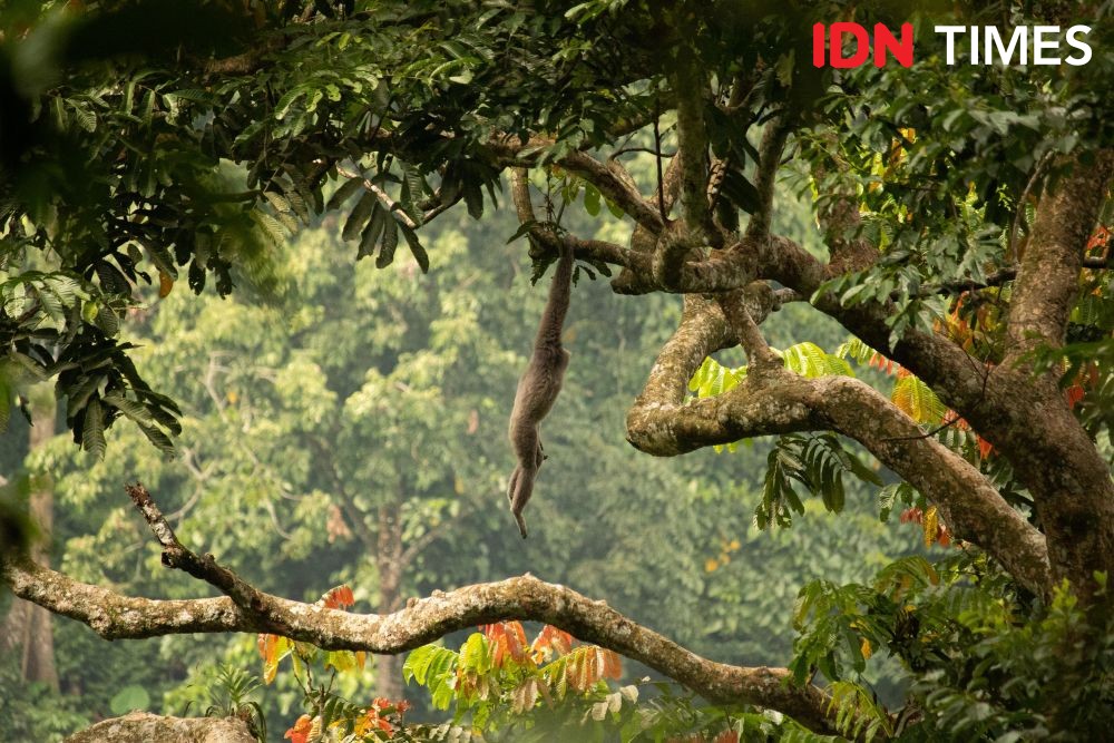 12 Potret Populasi Owa Jawa di Hutan Hujan Tropis Pekalongan