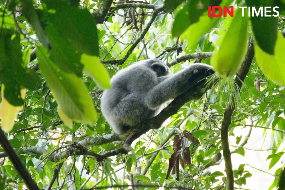 12 Potret Populasi Owa Jawa di Hutan Hujan Tropis Pekalongan