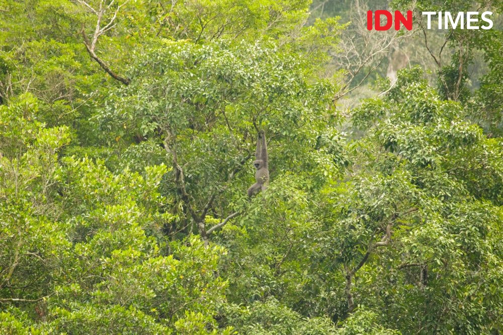 12 Potret Populasi Owa Jawa di Hutan Hujan Tropis Pekalongan