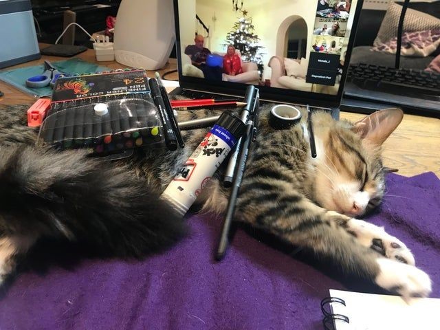 13 Kucing Kocak Ini Pasrah Walau Badan Ditumpuki Barang, Mager Pol!
