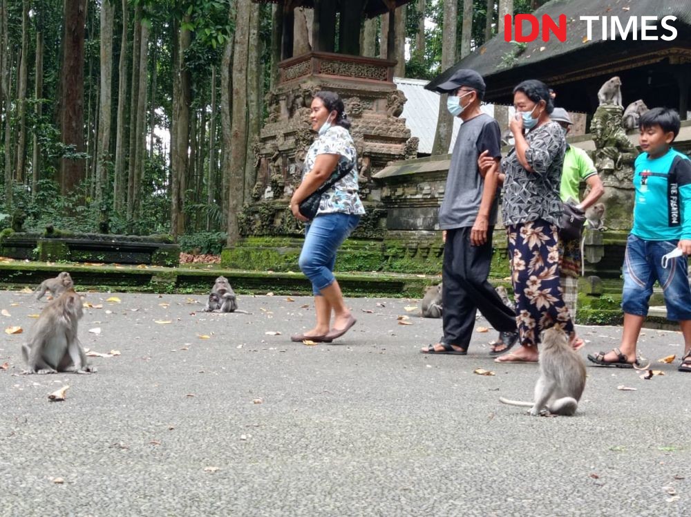 Cerita Pengelola Wisata Sangeh di Bali, Bertahan Rawat 600 Ekor Monyet