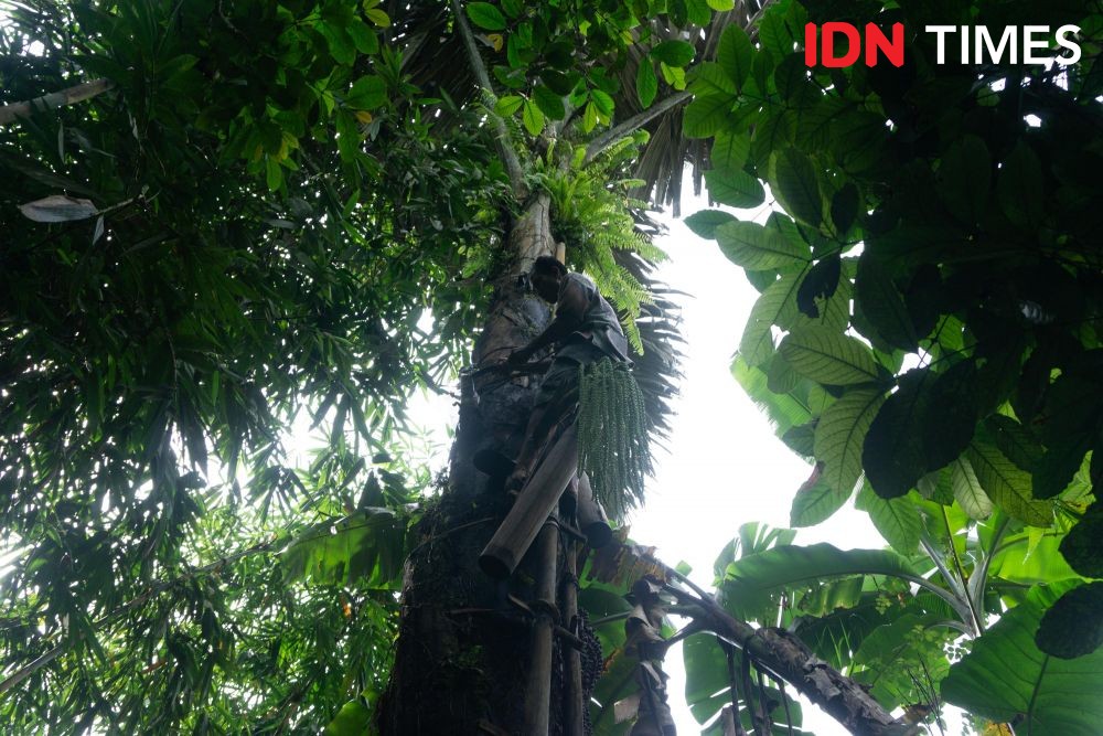 10 Potret Pemanfaatan Pohon Aren Khas Hutan Hujan Tropis Pekalongan