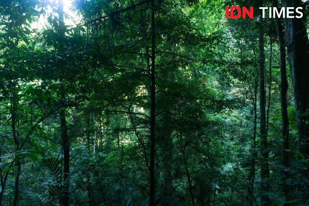 10 Potret Pemanfaatan Pohon Aren Khas Hutan Hujan Tropis Pekalongan