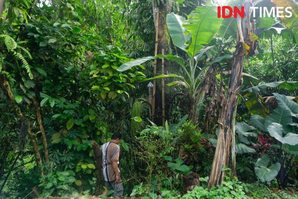 10 Potret Pemanfaatan Pohon Aren Khas Hutan Hujan Tropis Pekalongan